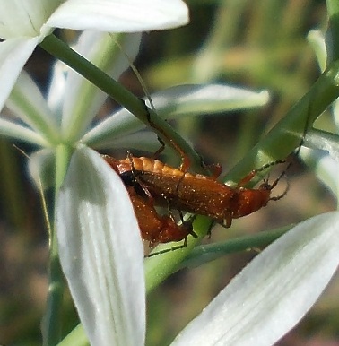 Cantharidae in accoppiamento: Rhagonicha fulva